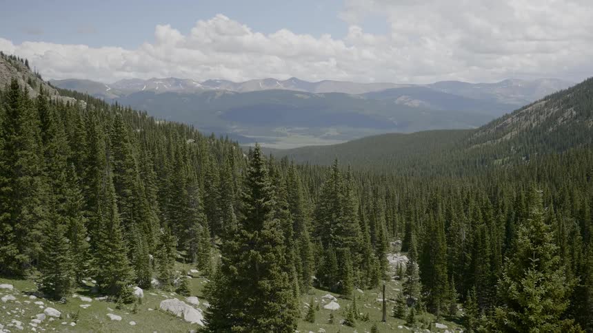 Trees in a forest with mountains in the background
