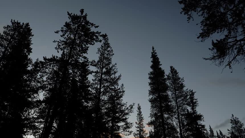 A forest at dawn