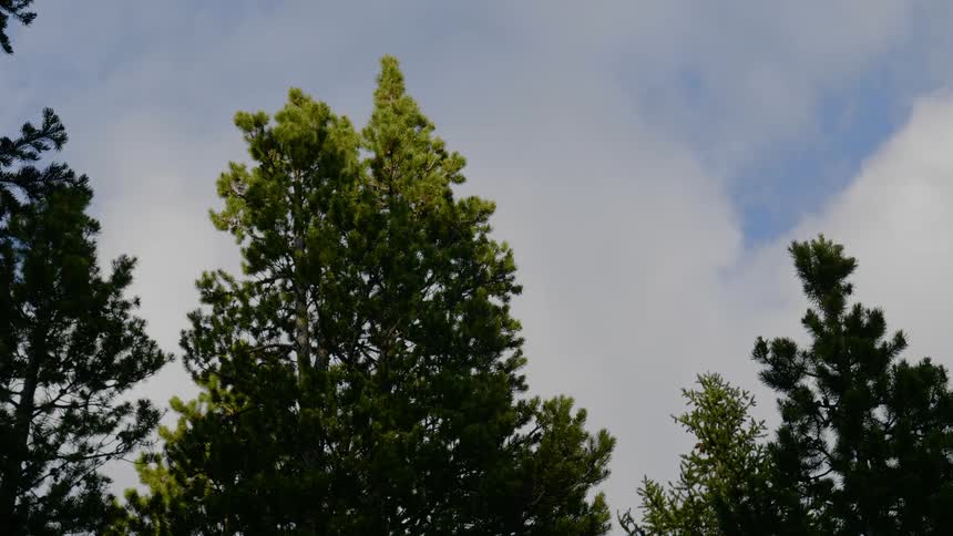 A pine trees top branches are lit up by the sun under a cloudy sky