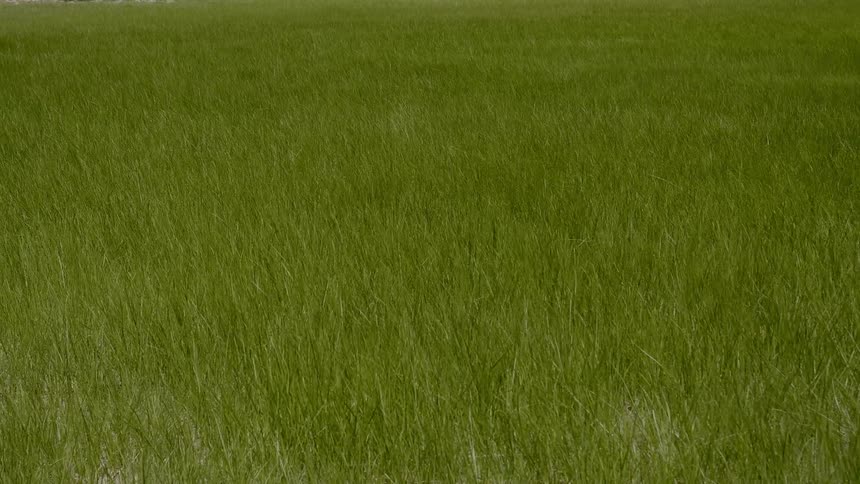 A scenery of a grass land