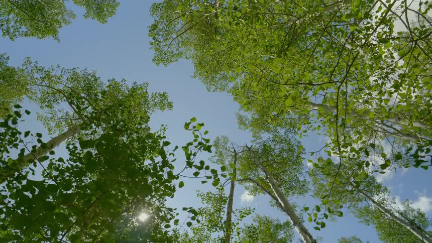 Sun streams through the trees in the woods