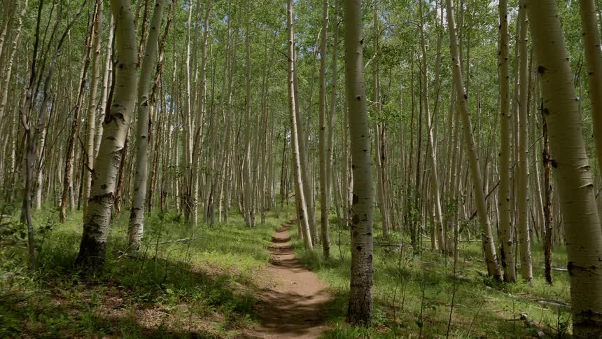 View of the dense forest with the path on a sunny day