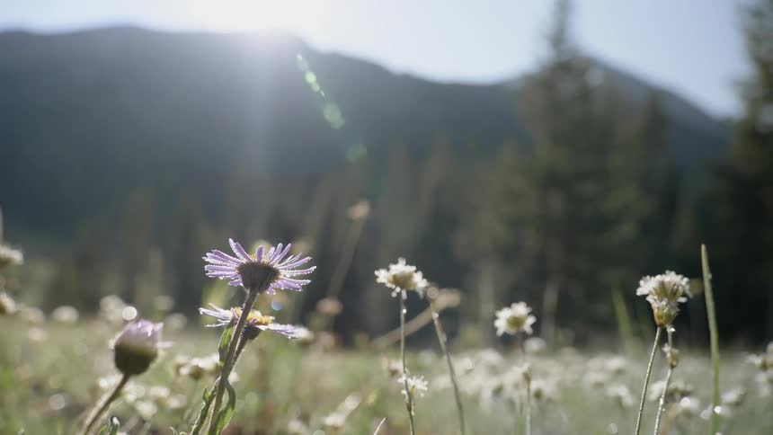A petal in the grass field