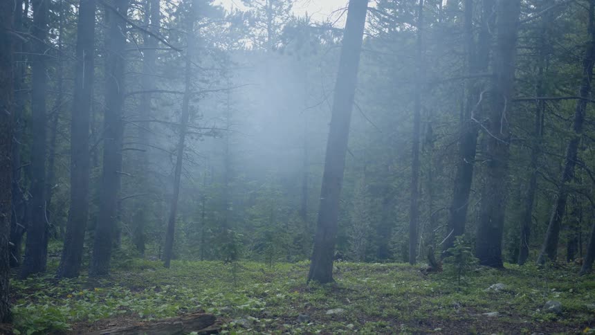 Static shot of woods