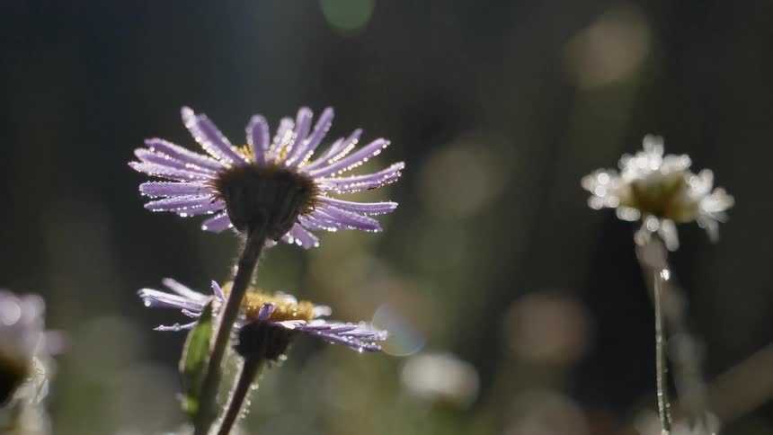 Close up view of dew on some flowers