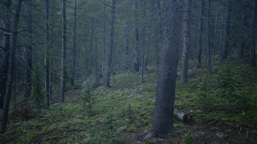 Light smoke blows through a forest