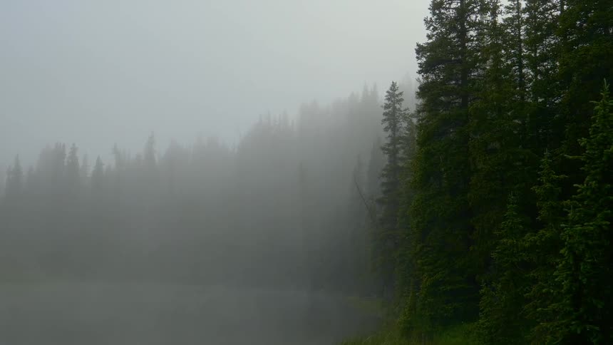 A foggy pine forest at the edge of a pond