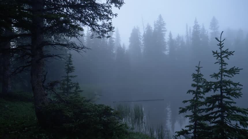 Lake surrounded by pine trees covered in mist