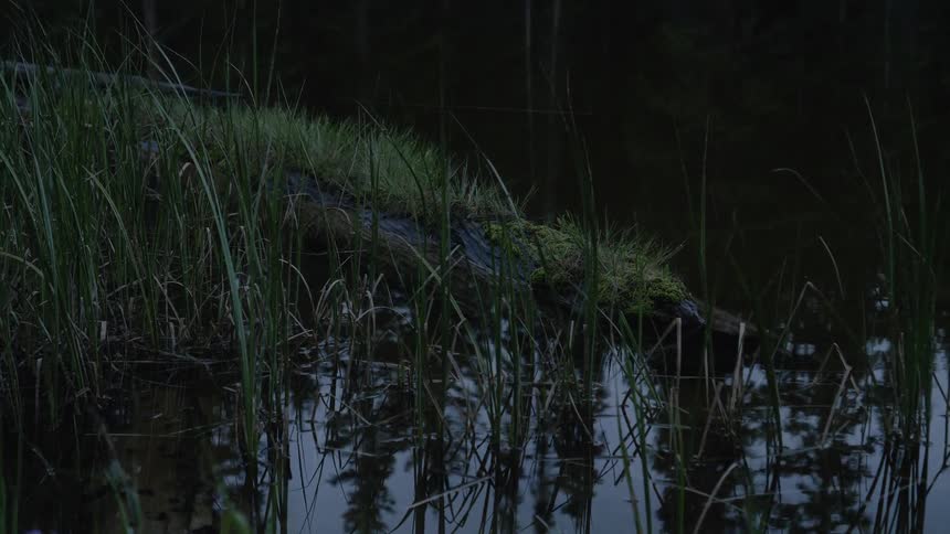 A view of a swamp at night