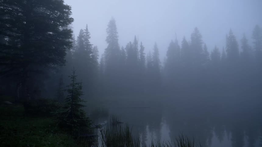 An eerie forest