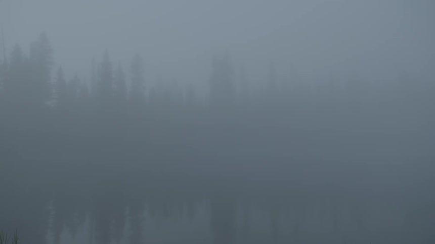 An eerie misty forest