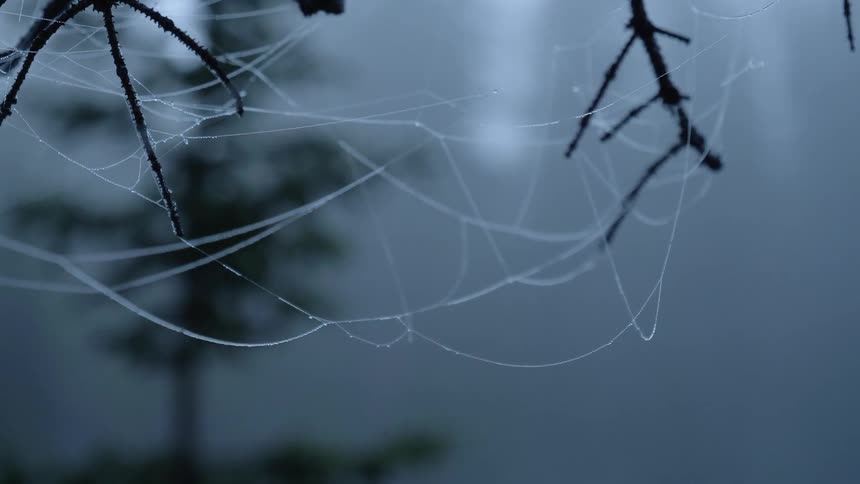 Spider webs on thin tree branches