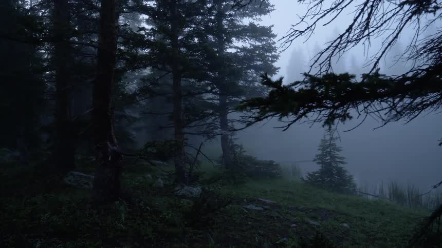 A clearing in a misty pine forest