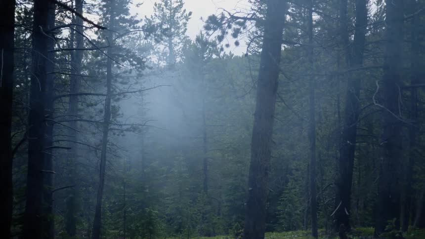 Smoke or fog blows through the trees
