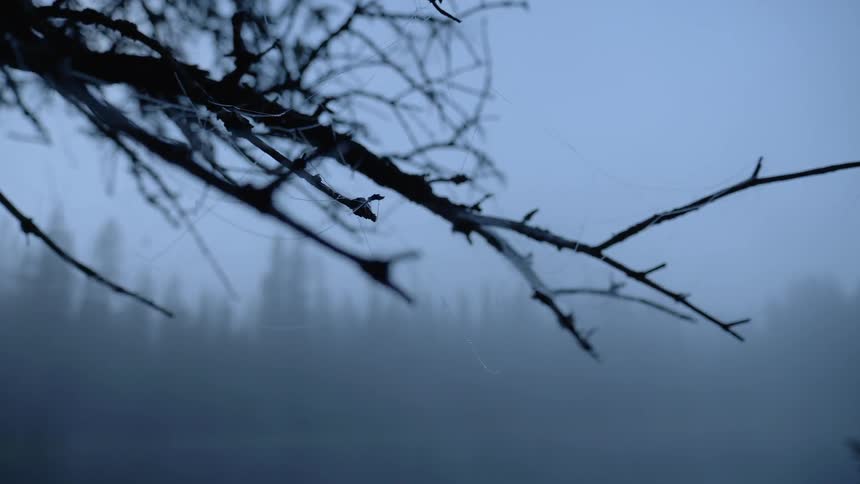 Fog obscures a forest