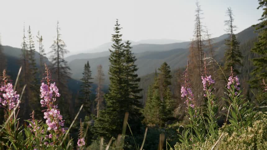 A scenery of a petals on a fir forest