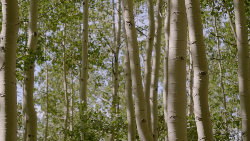Birch trees in a deciduous forest