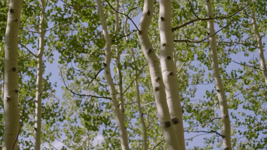 A view of a tree trunk