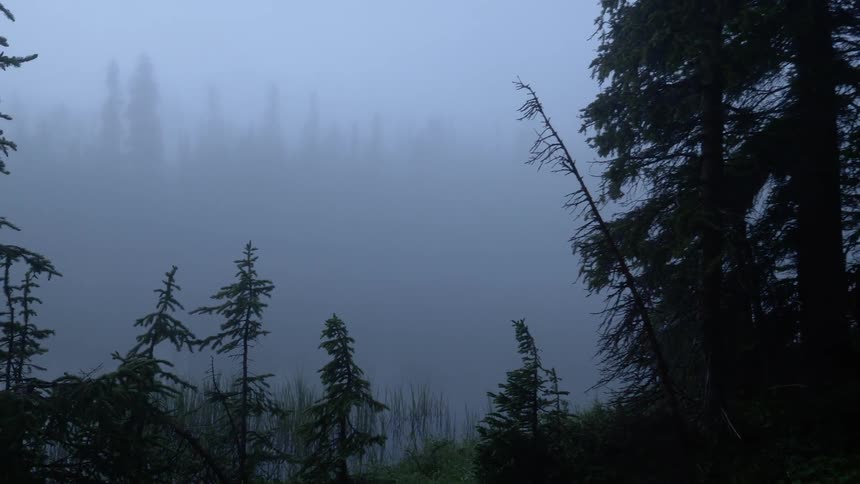Fog obscures a forested area