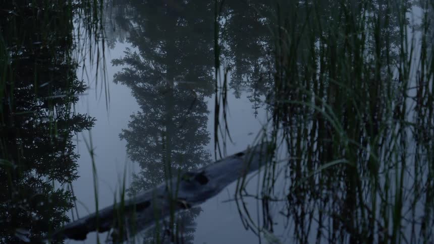 The reflection of trees in a pond