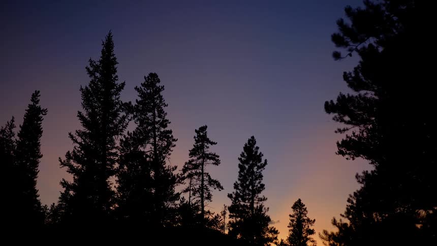 A scenery of a forest at dawn