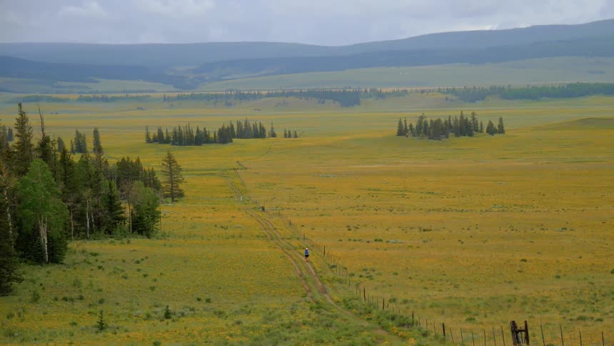 A view of a yellow grass land