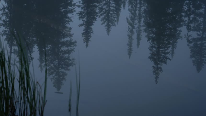 A reflection of forest on a lake