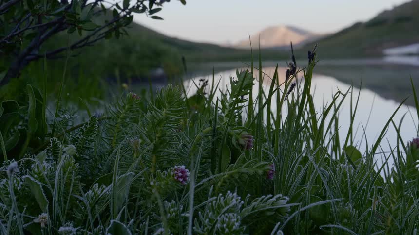 A calm lake behind plants and flowers