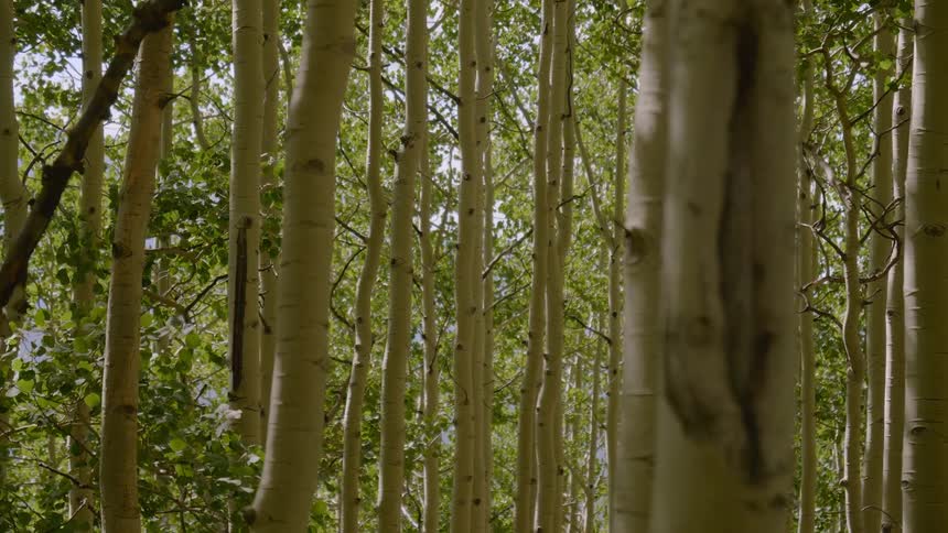 A large grove of trees