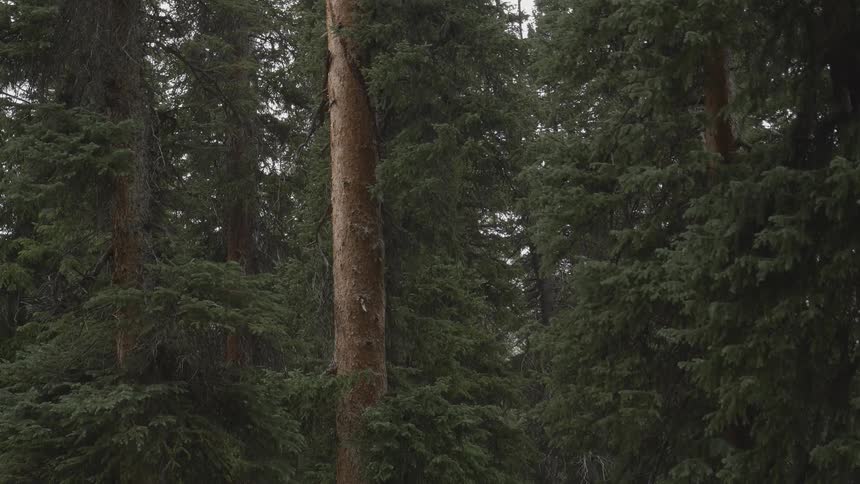 A dense green forest is filled with numerous tall trees as rain falls