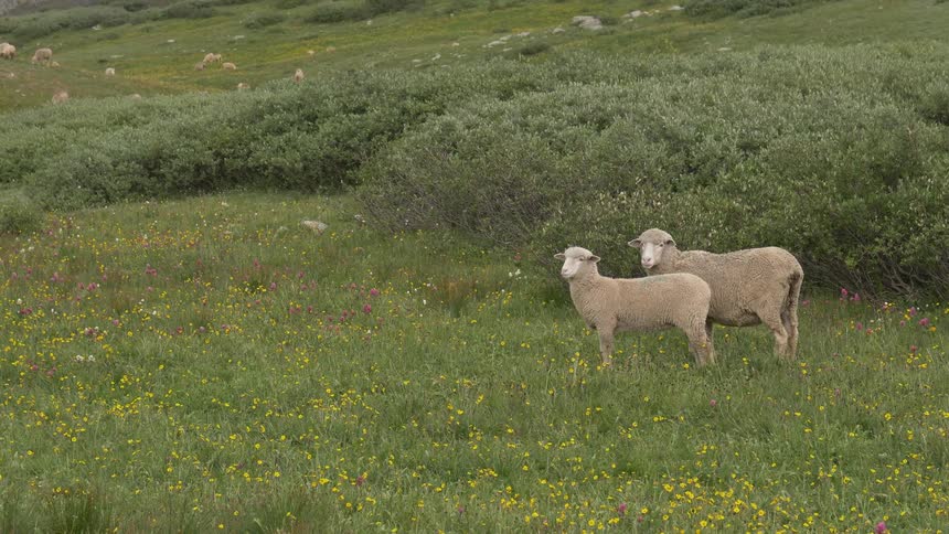 Goats at the grassland