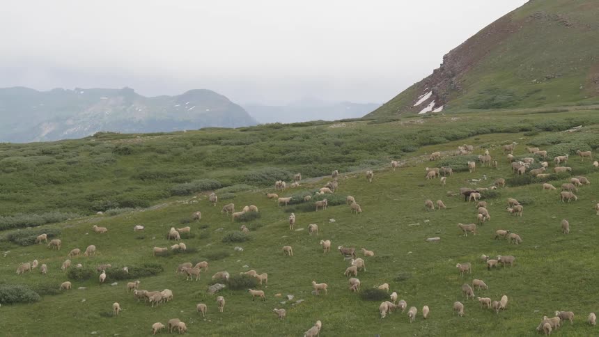 A scenery on a grass land