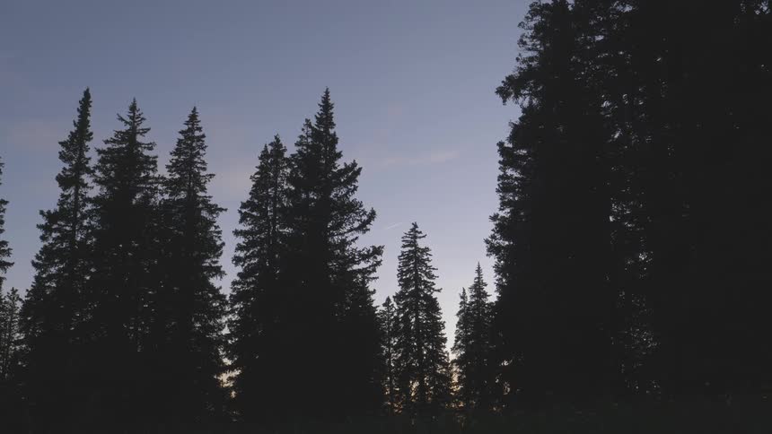 A scenery of a misty forest