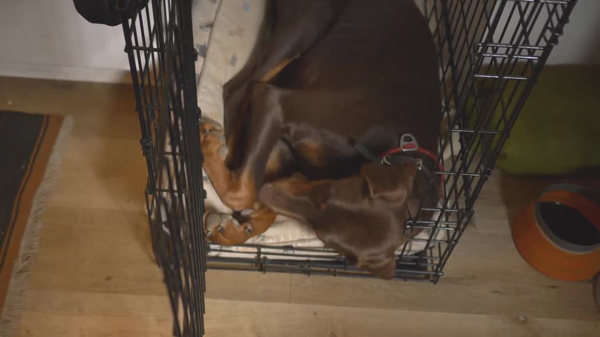 A dog is sleeping in a crate and then lifts its head