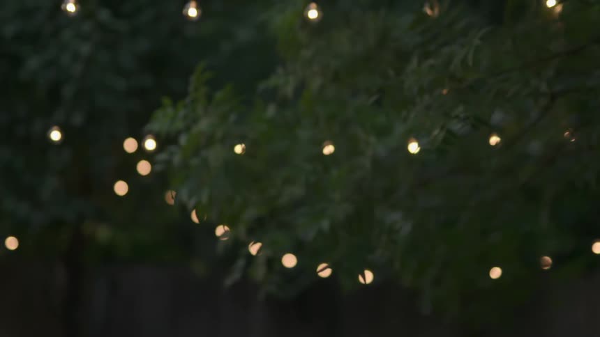 Lights are wrapped around and through some trees