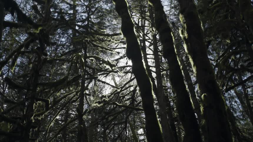 Sunlight peeking through trees in a forest