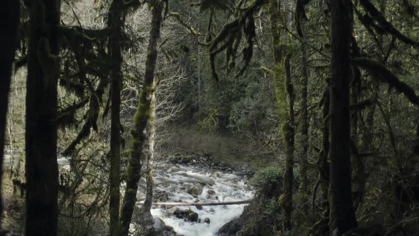 A river running over rocks in a forest