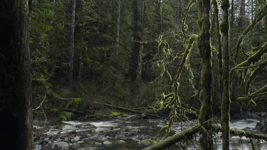 A gentle stream flows through the forest over rocks