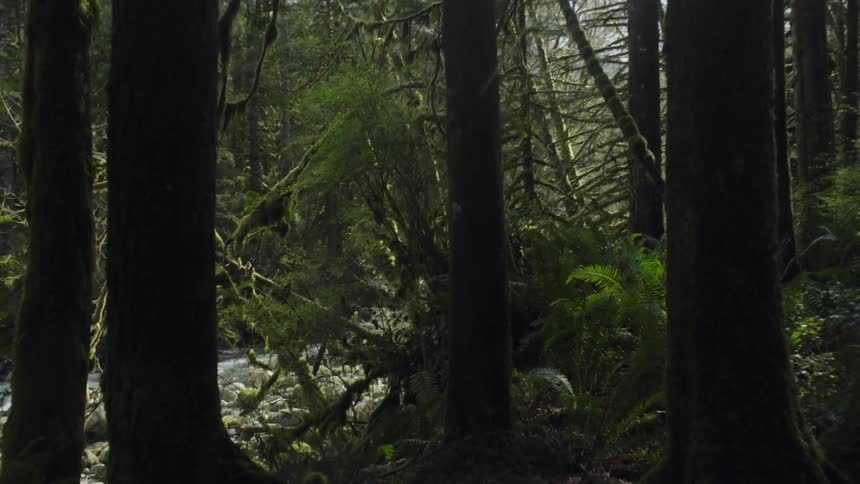 Moss covered trees in a forest