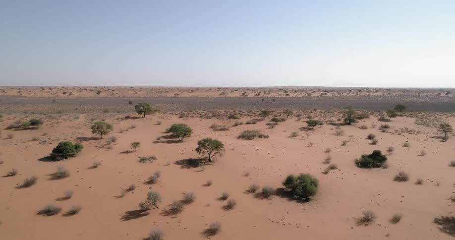 Plants are growing sparsely in a flat desert
