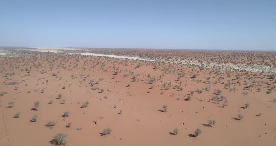 A sandy desert dotted with plants