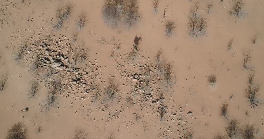 An animal stands in a sandy desert