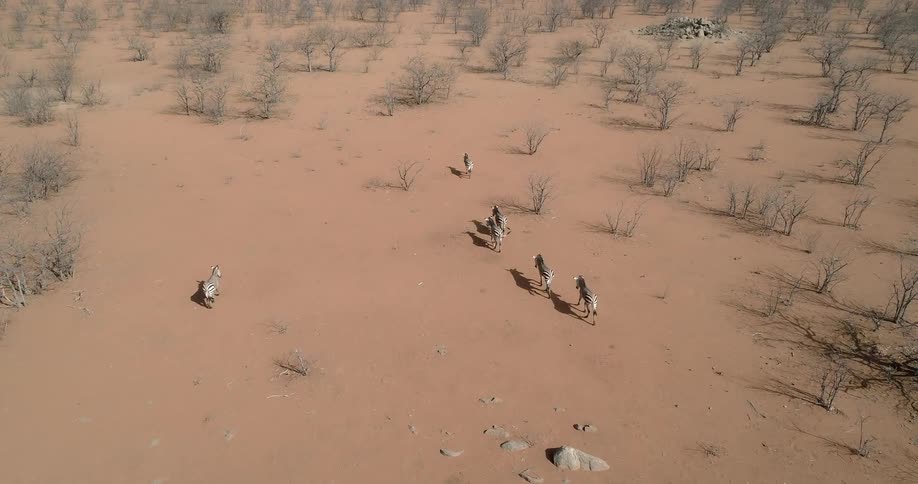 Zebras walk across a sandy desert