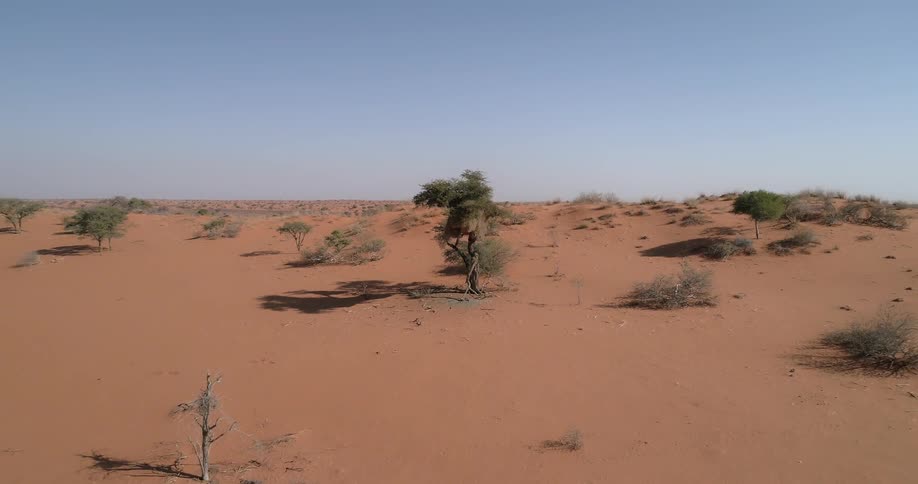 A dry desert landscape has a number of trees and bushes scattered throughout it