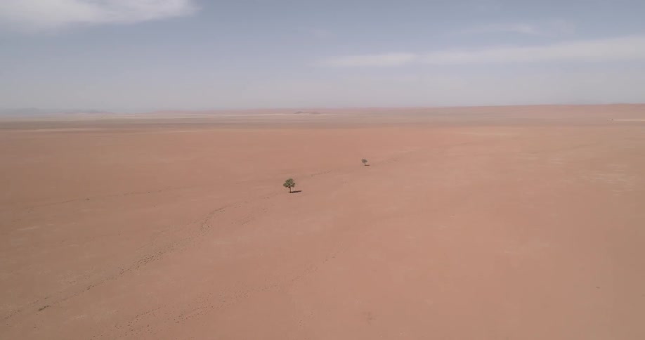 An aerial view of two trees standing alone in a desert landscape