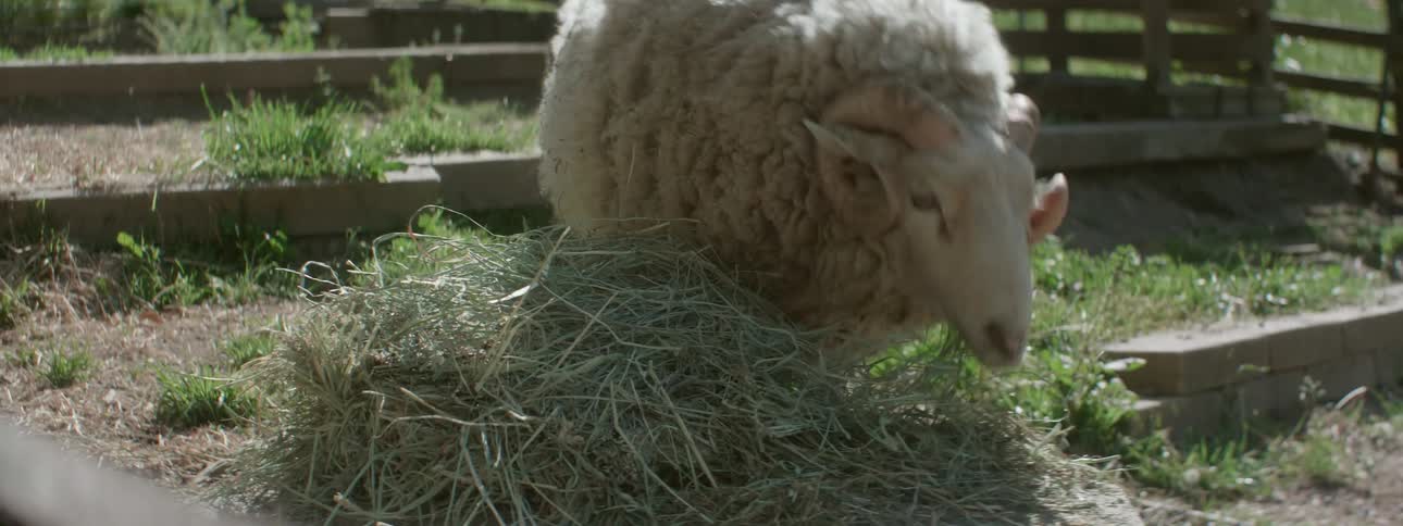 A sheep eating grass