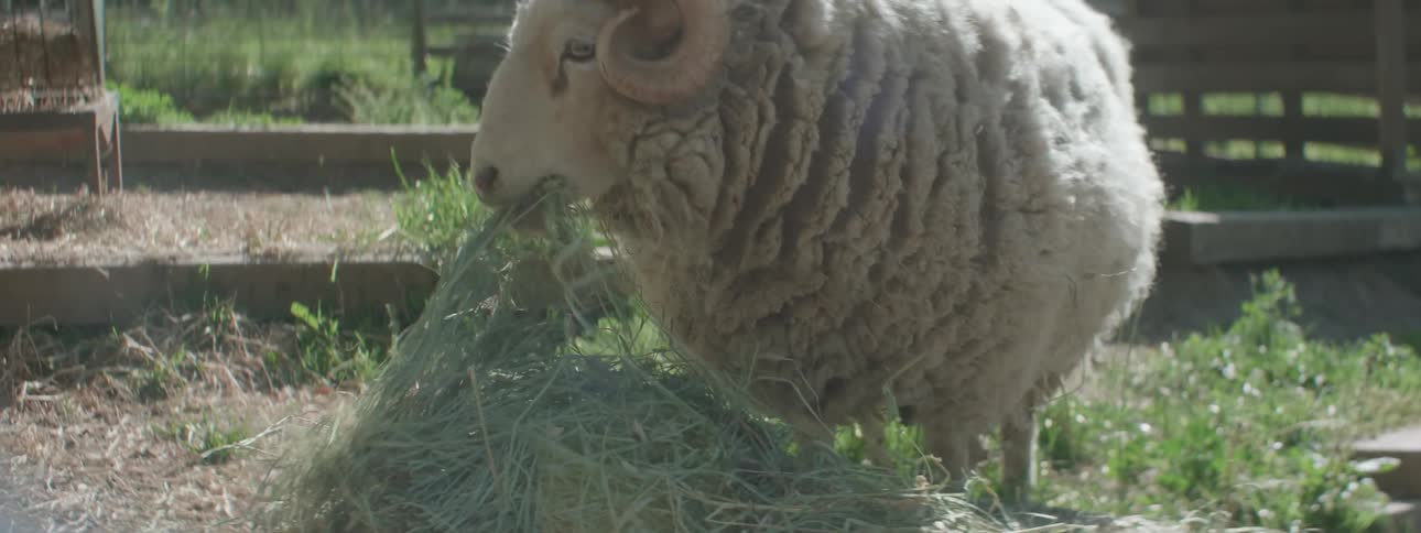 A large sheep with horns hungrily chews on a pile of hay in a farmyard