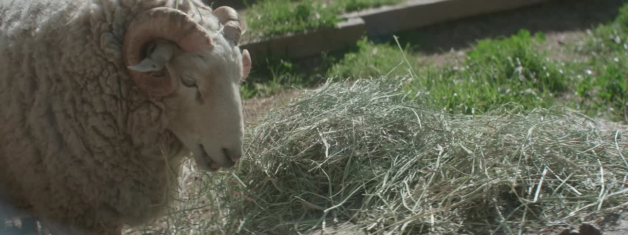 A sheep eats hay