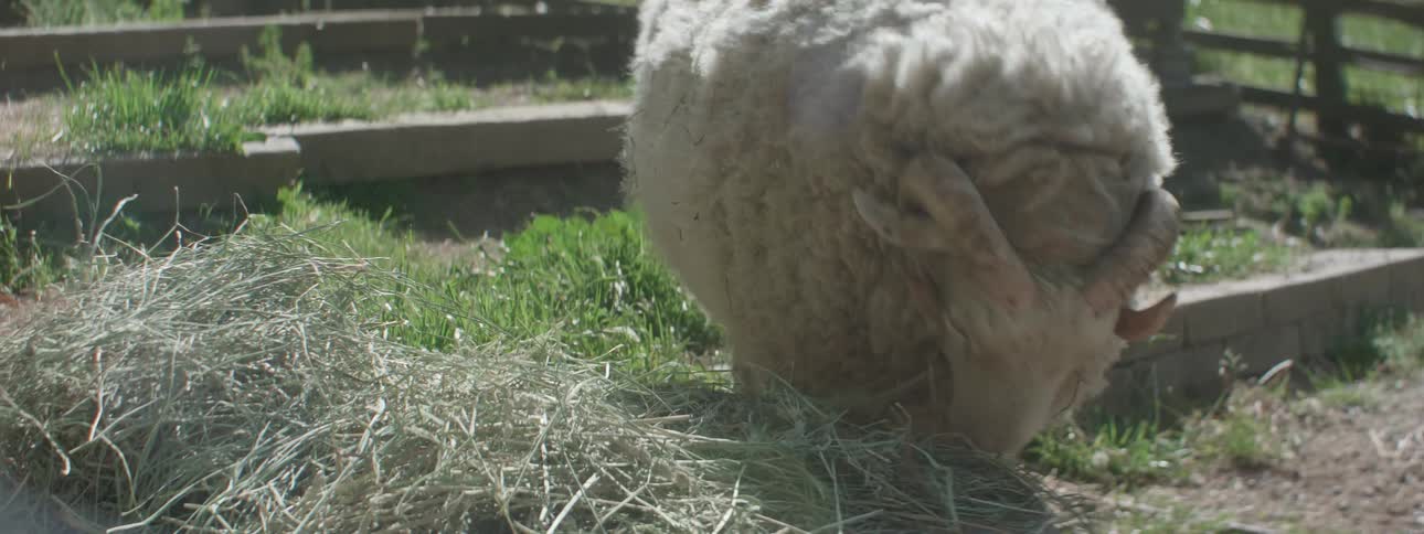 Ram eating grass from a feeder inside a corral
