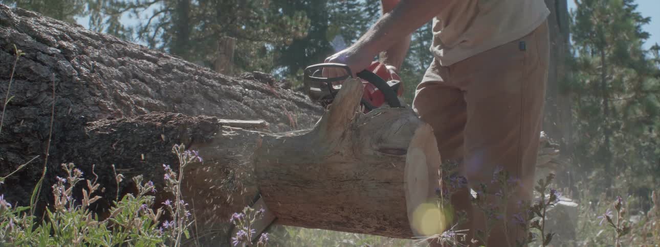 A man cutting a log in a forest